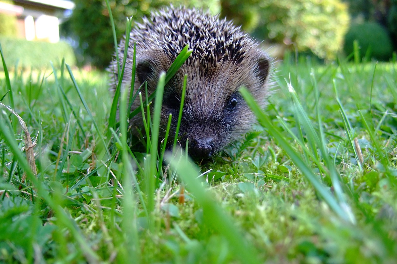 Adorable Hedgehog Crafts for Kids